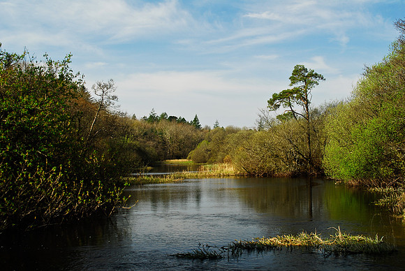 Ireland 15